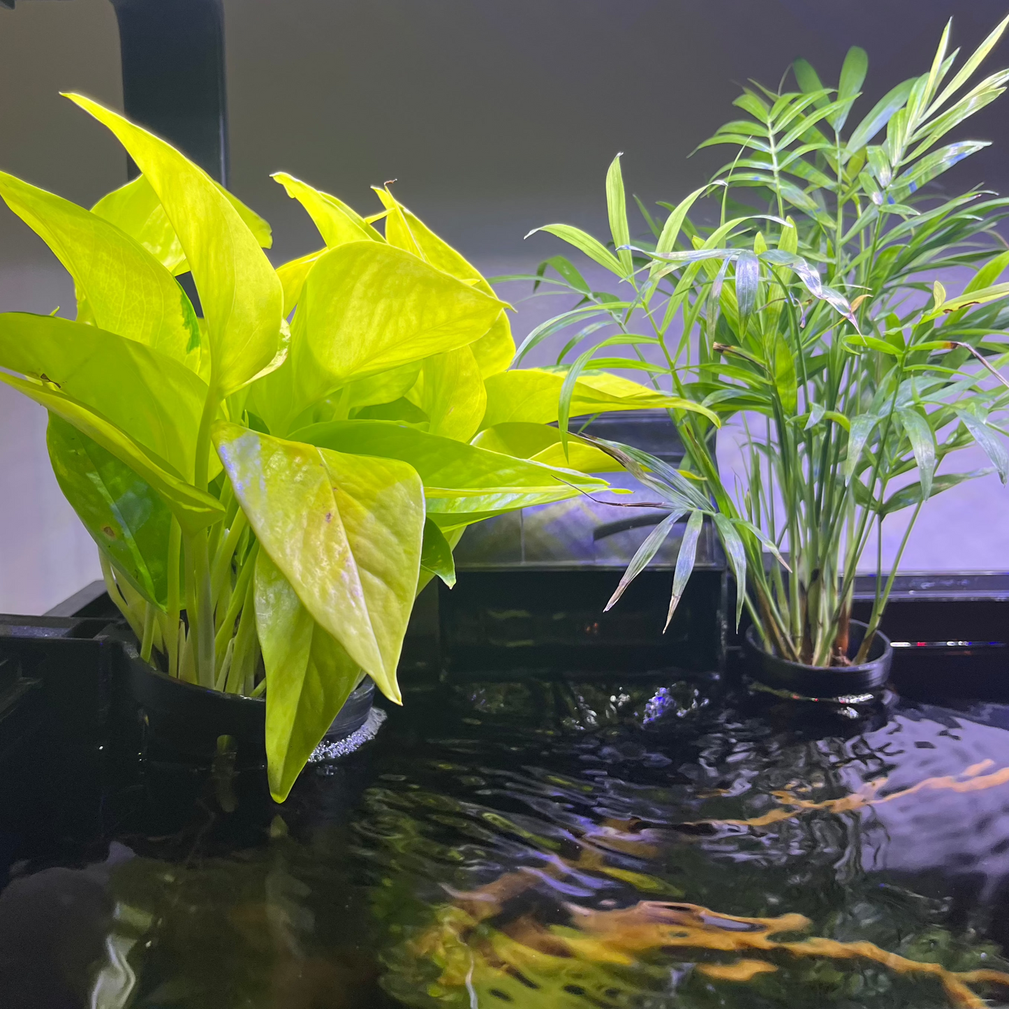 Aquatic Plant Basket | Adjustable Height |