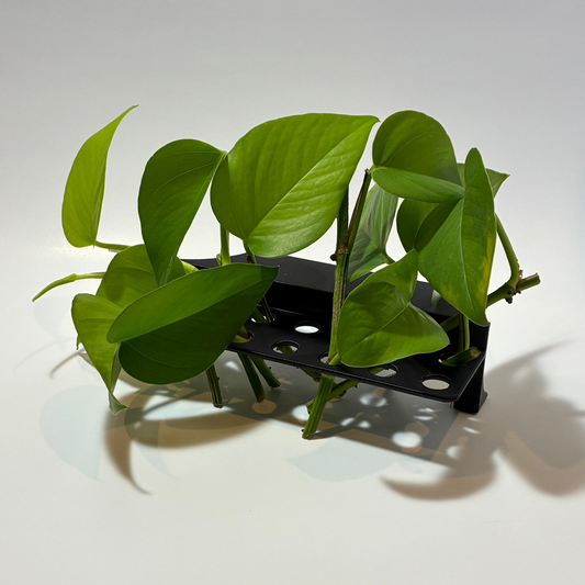 Propagation Rack | Holds 14 Cuttings
