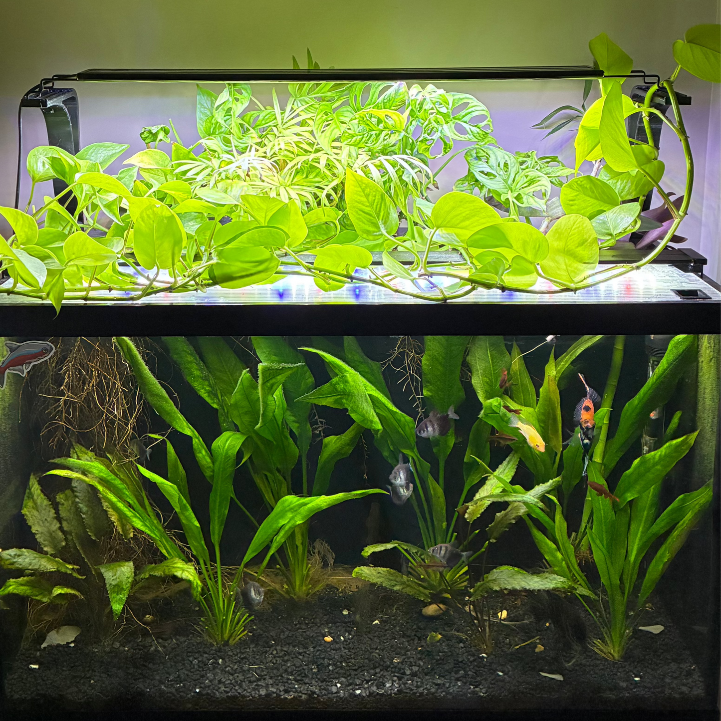 Aquatic Plant Basket | Adjustable Height |