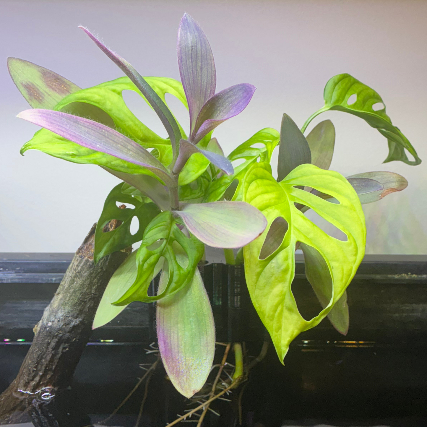 Aquatic Bamboo/Vine Clip