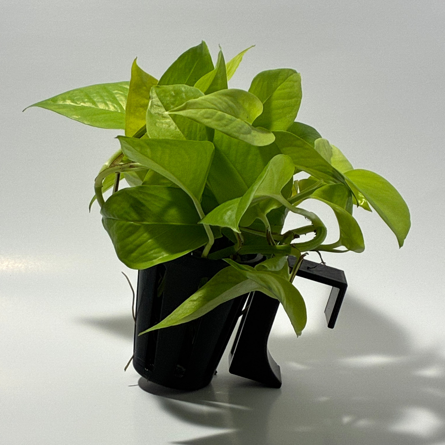 Aquatic Plant Basket | Adjustable Height |