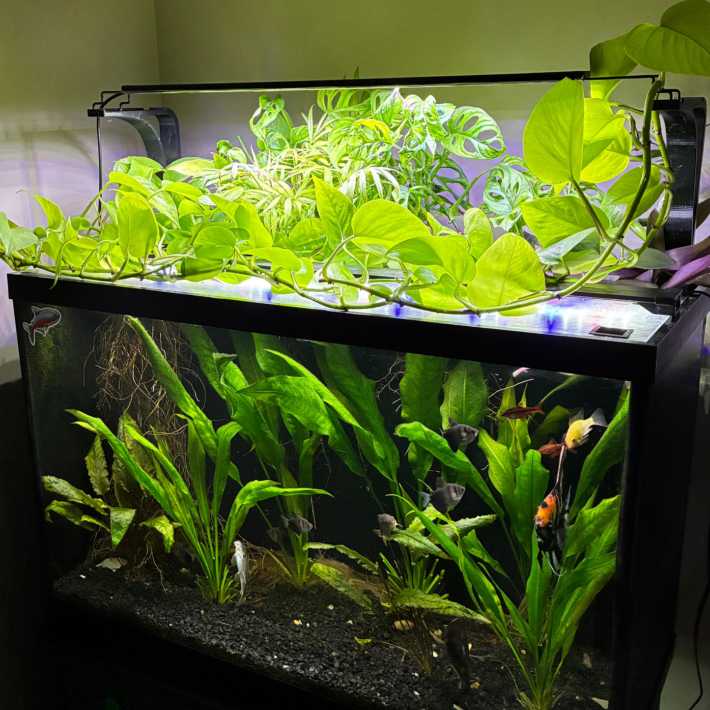 Aquatic Plant Basket | Adjustable Height |