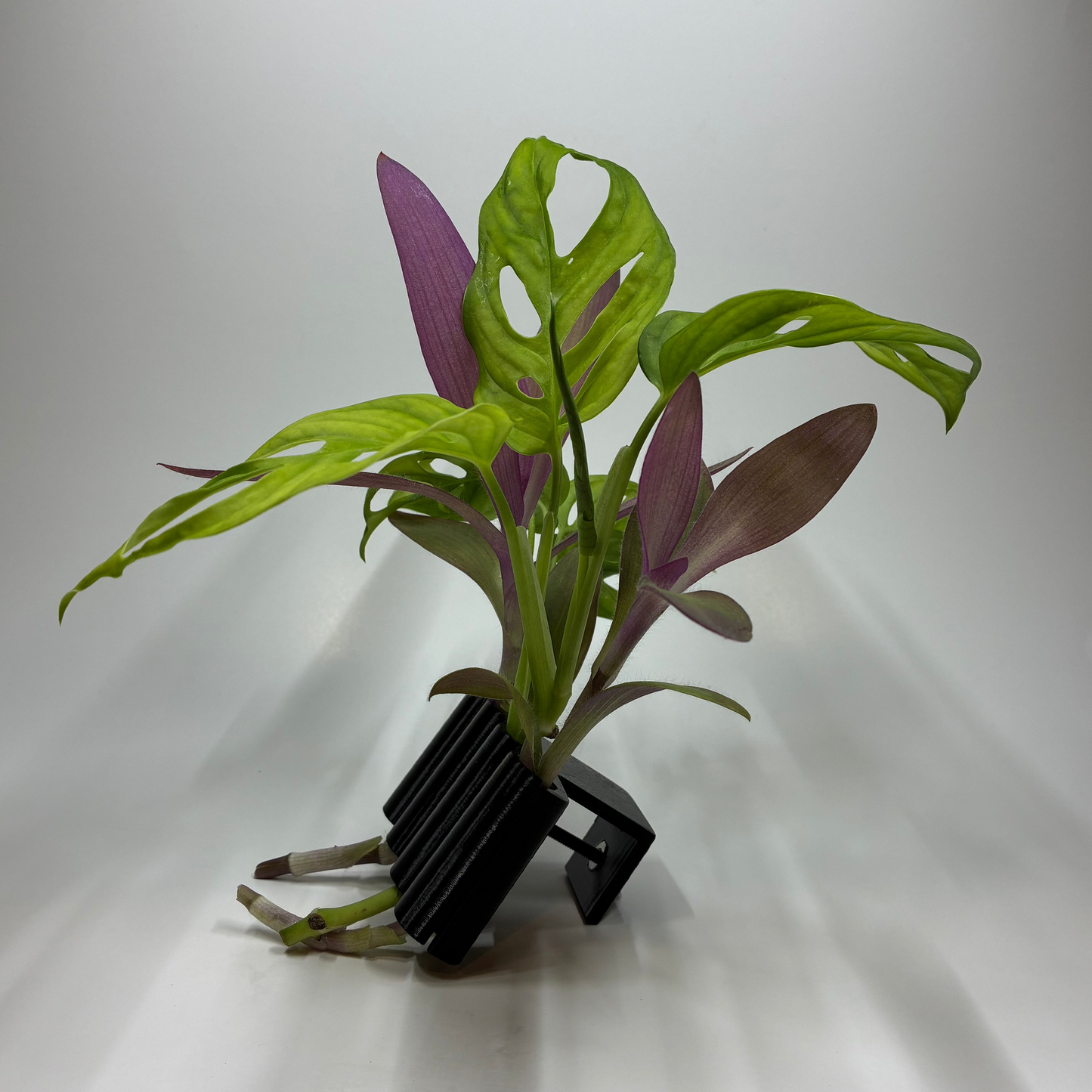 Aquatic Bamboo/Vine Clip