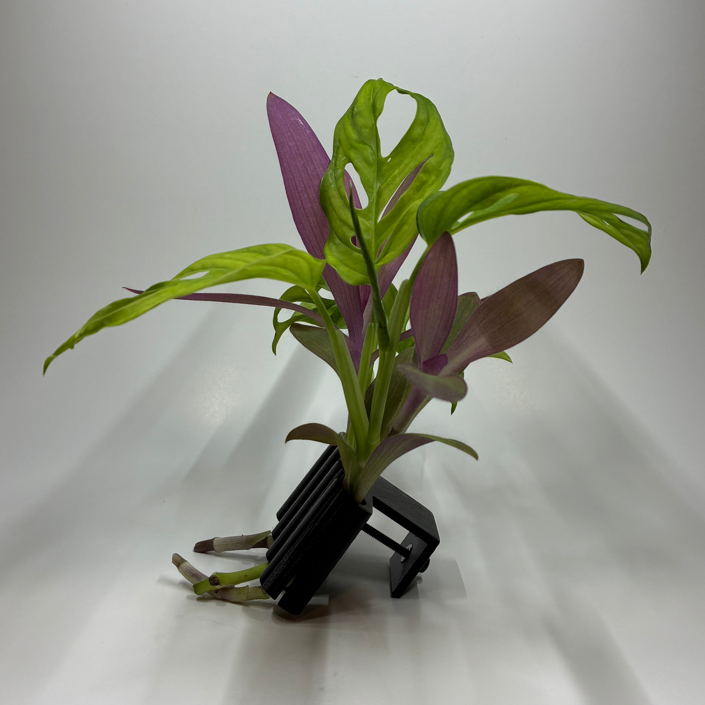 Aquatic Bamboo/Vine Clip
